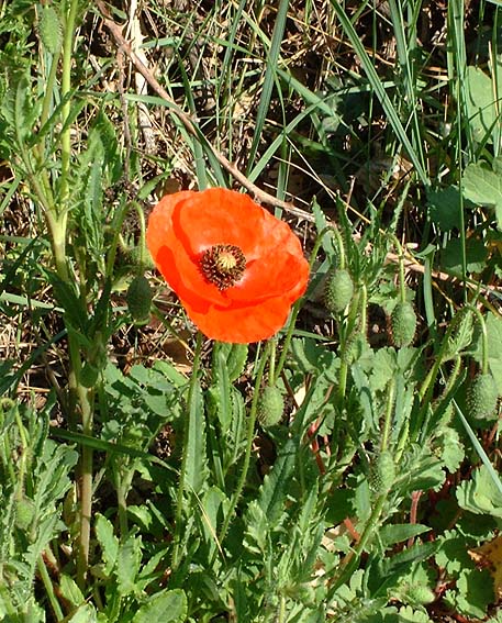 Annexe Coquelicot2.jpg