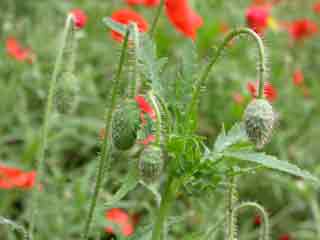 Annexe coquelicot-bouton.jpg