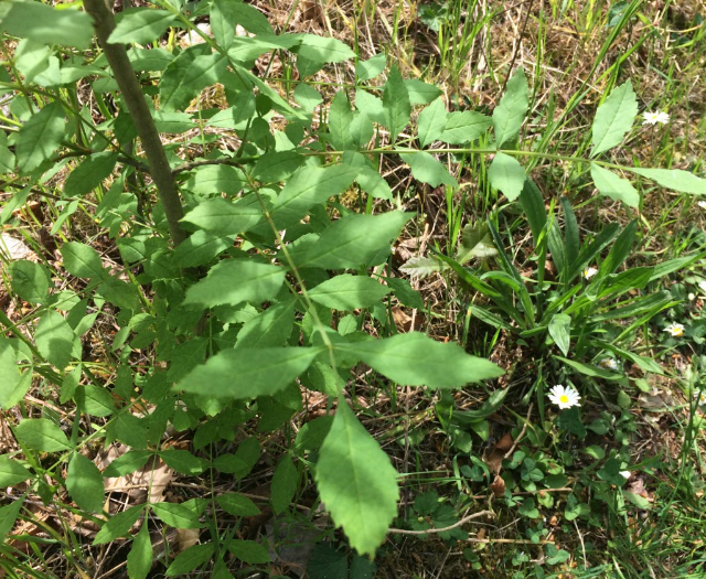 Annexe Capture 2.PNG