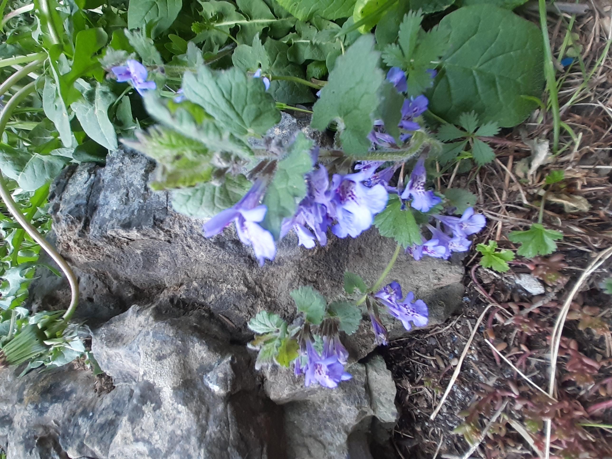 Annexe 20200420_181157.jpg