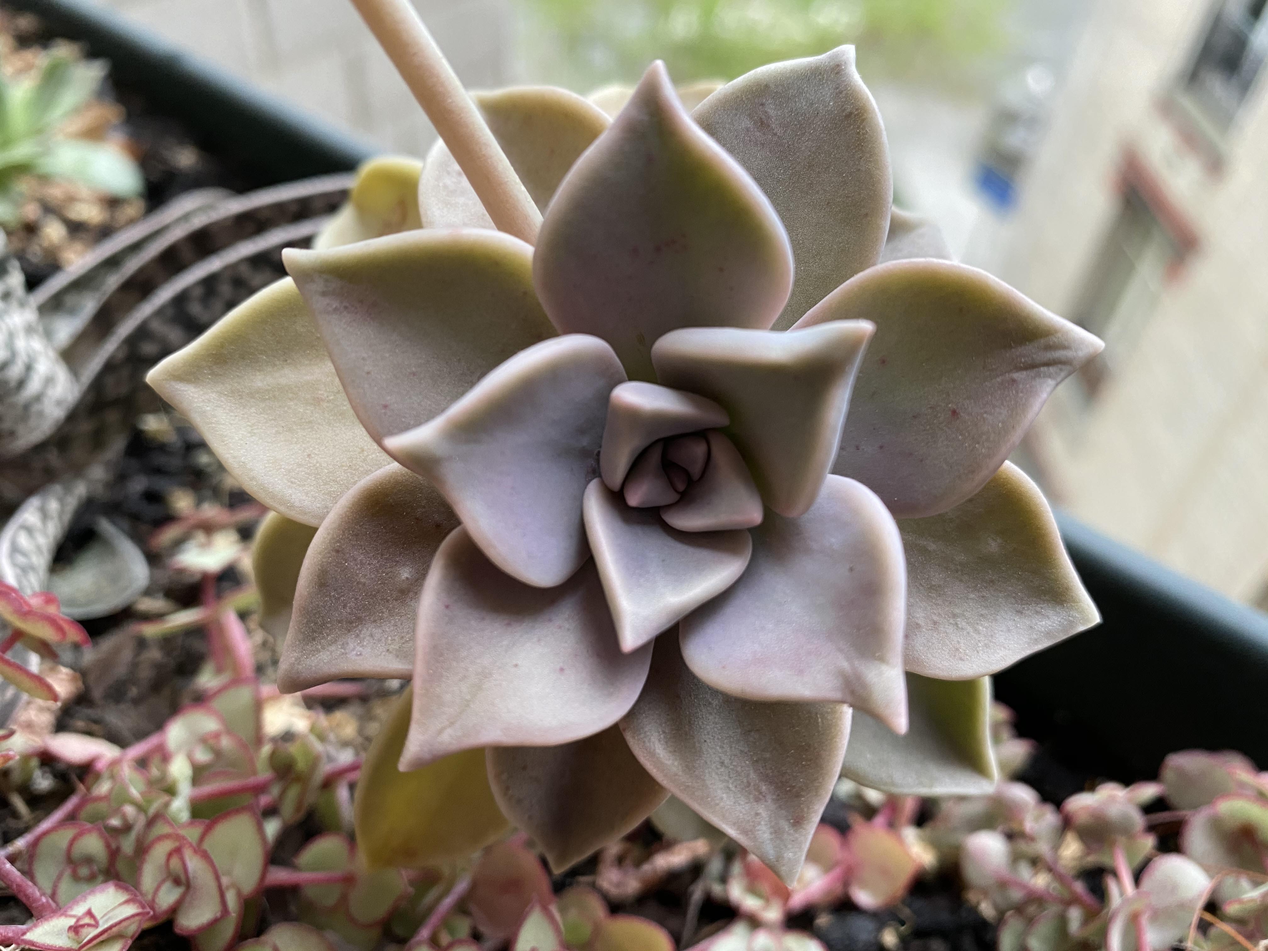 Annexe GRAPTOPETALUM PARAGUAYENSE FEUILLES.jpg