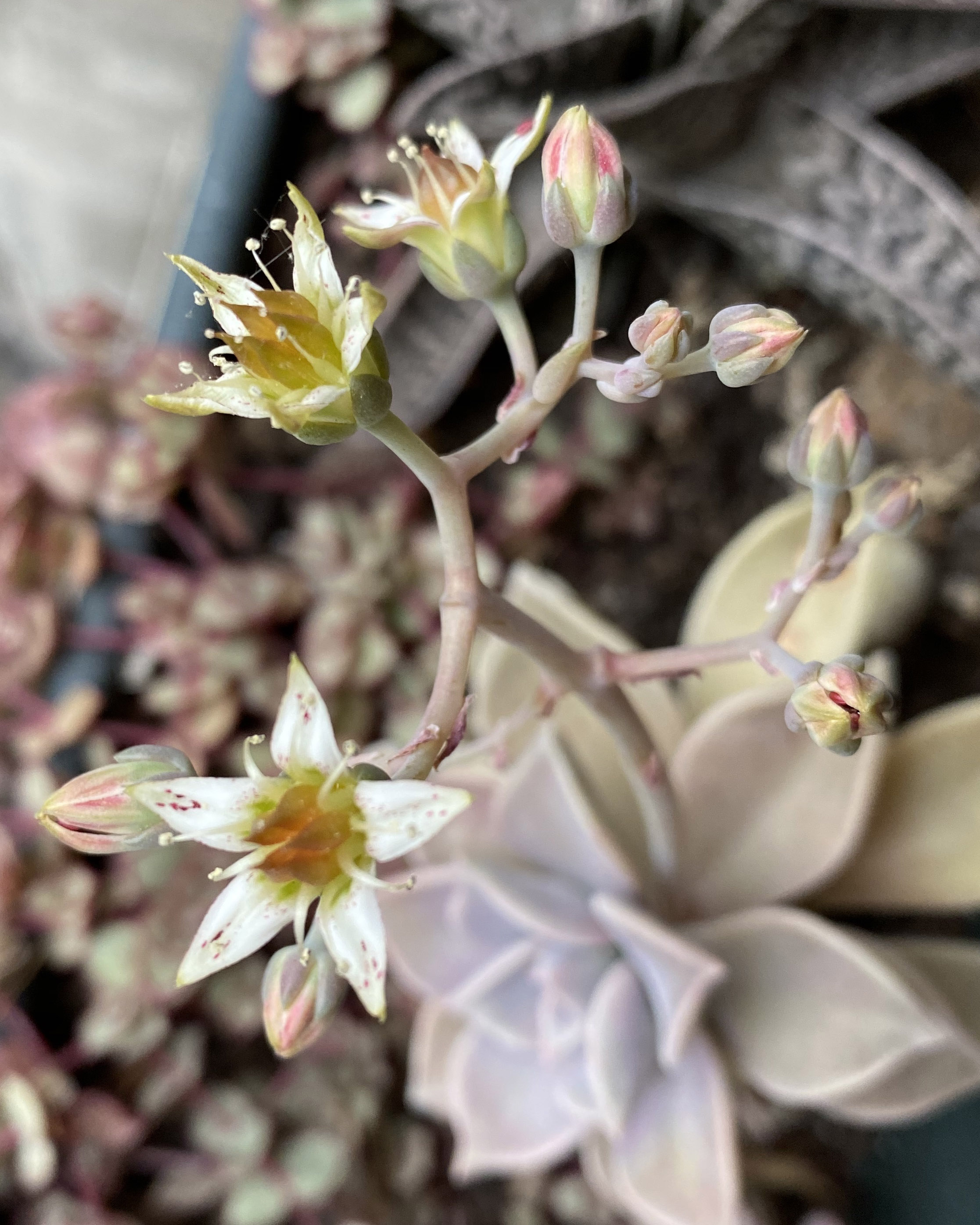 Annexe GRAPTOPETALUM PARAGUAYENSE FLEURS.jpg