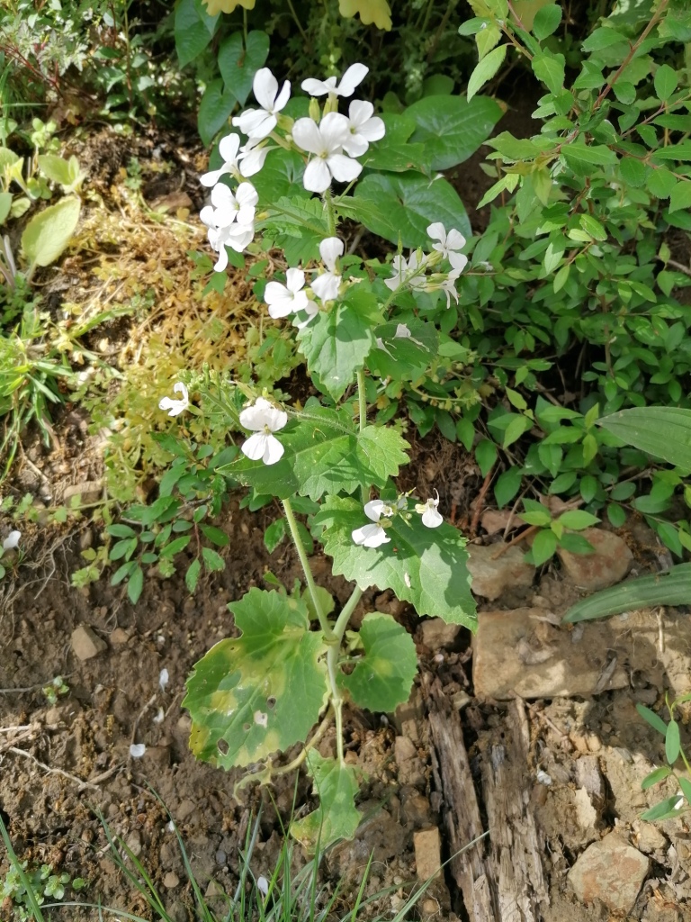 Annexe IMG_20200421_171648.jpg