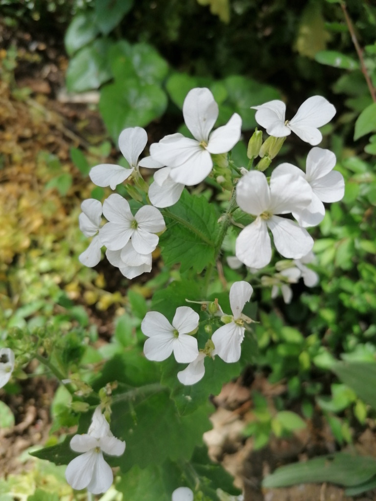 Annexe IMG_20200421_174719.jpg