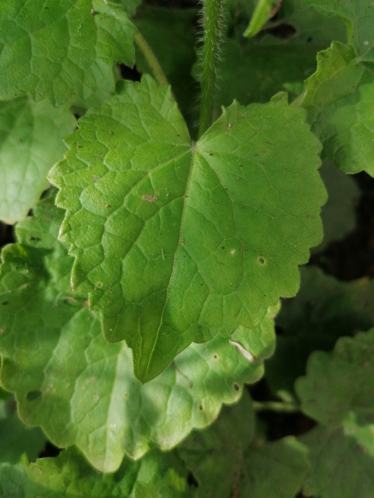 Annexe IMG_20200421_175445.jpg