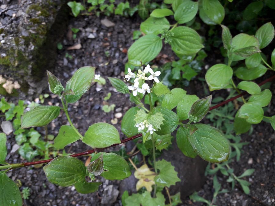 Annexe 20200419_180303.jpg