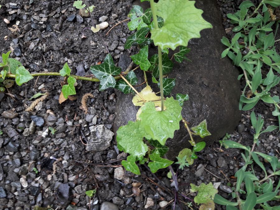 Annexe 20200419_180311.jpg