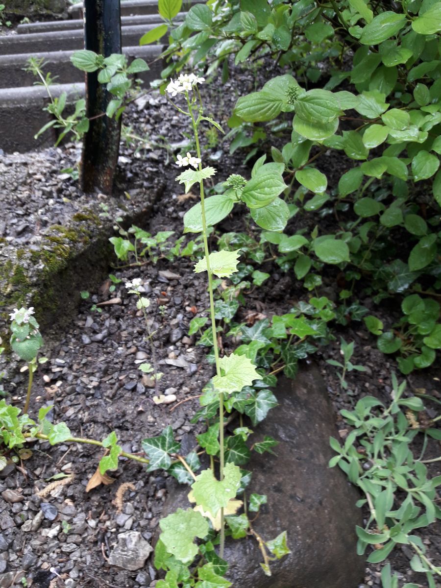 Annexe 20200419_180341.jpg