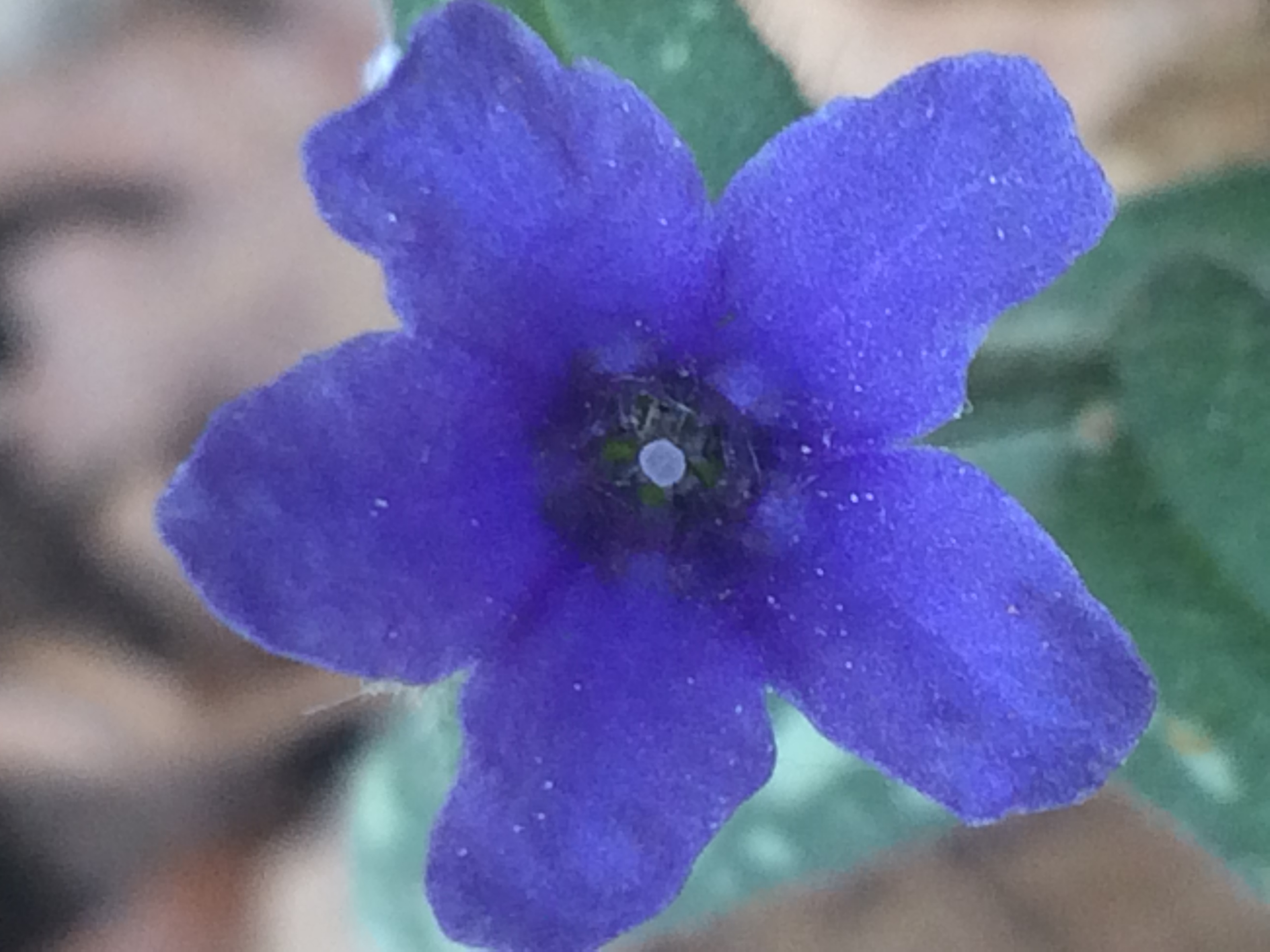 Annexe 15BFADD9-EC85-4FE2-AA76-A883E106FA89.jpeg