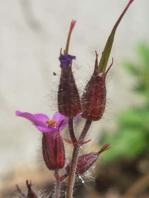 Annexe bourgeons.jpg