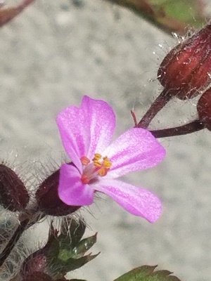 Annexe inflorescence geranium.jpg