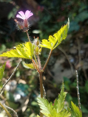 Annexe tige, feuilles... et poils.jpg