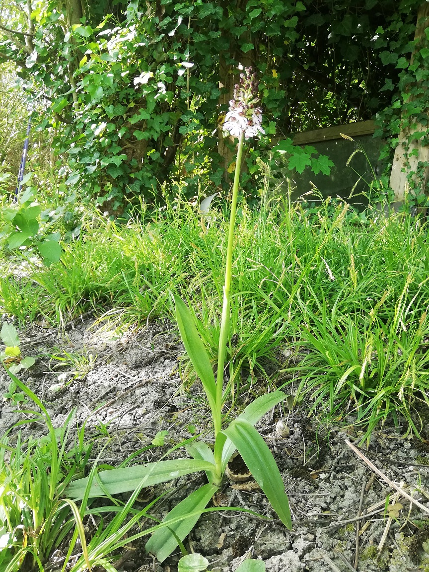 Annexe plante vue densemble.jpg