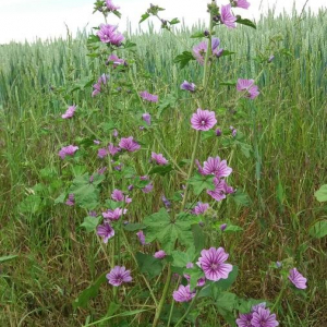 Annexe malva_sylvestris_ensemble.jpg