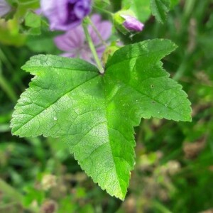 Annexe malva_sylvestris_feuille.jpg