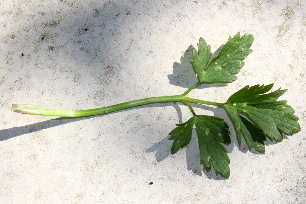 Annexe Renoncule rampante - Feuille.jpg