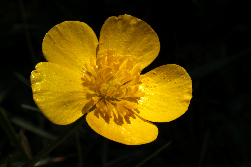 Annexe Renoncule rampante - Fleur dessus.jpg