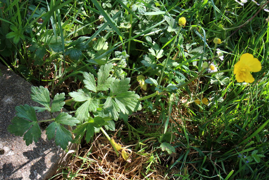 Annexe Renoncule rampante - Plante.jpg
