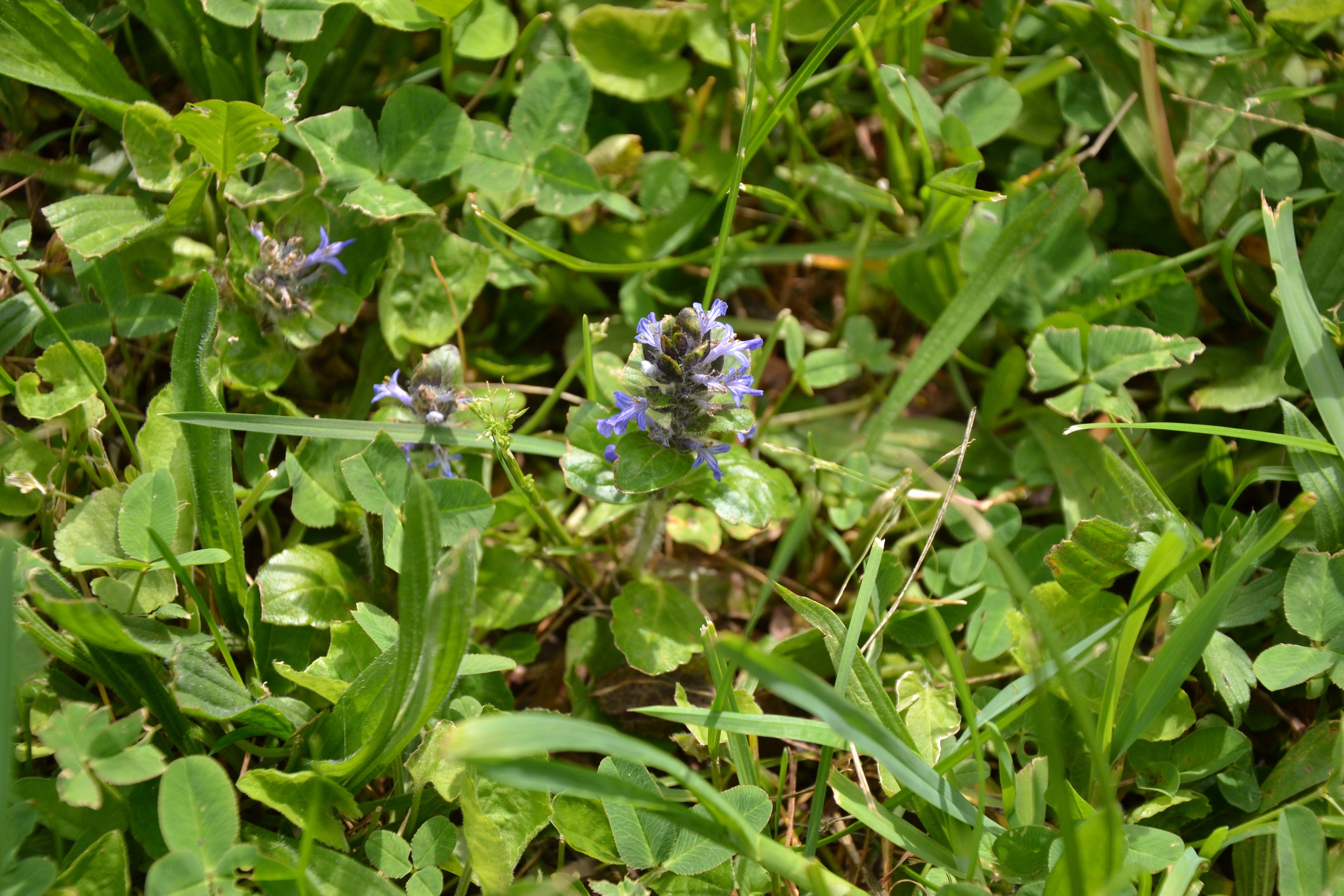 Annexe vue ensemble.jpg