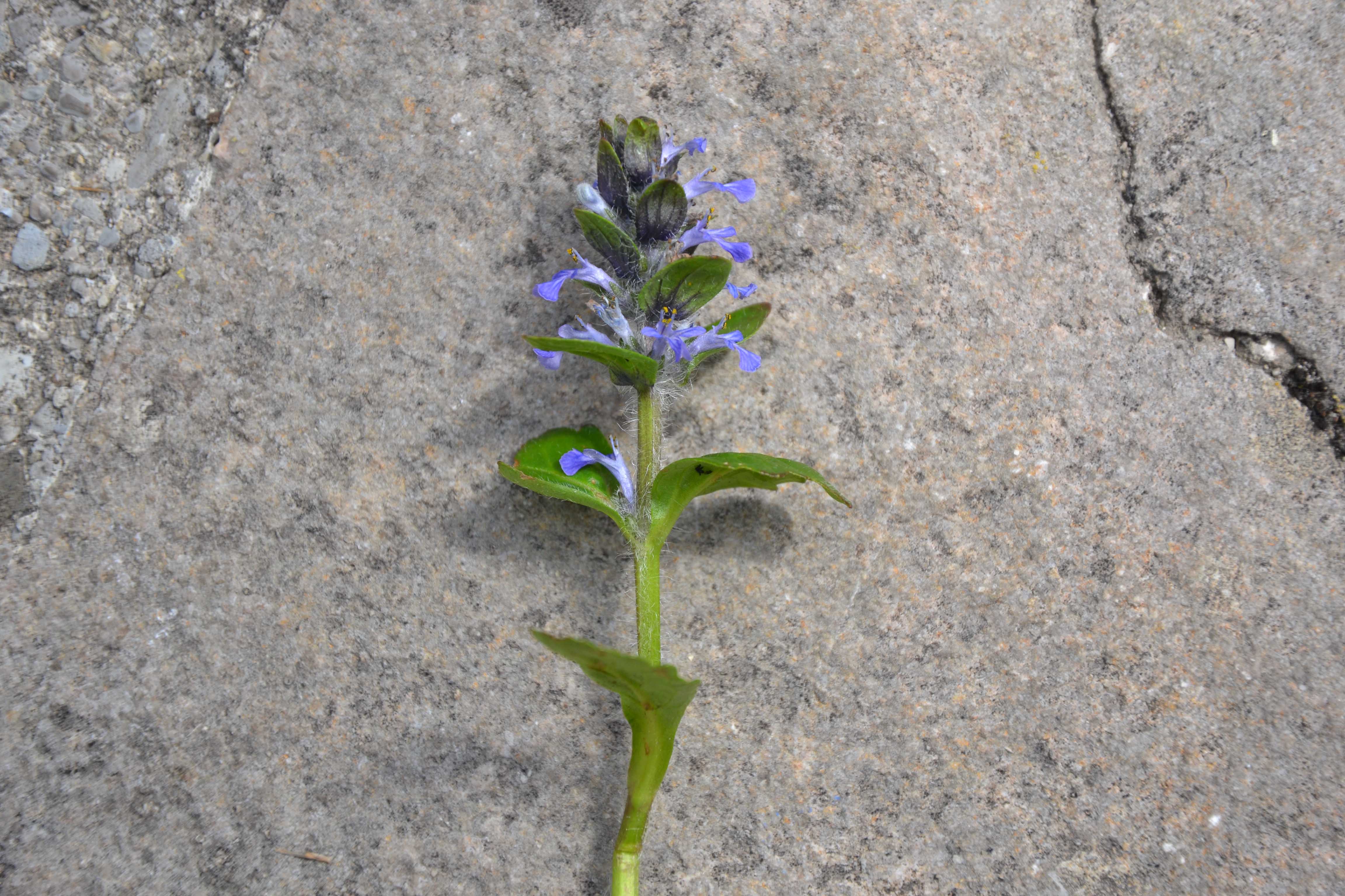 Annexe vue proche.jpg