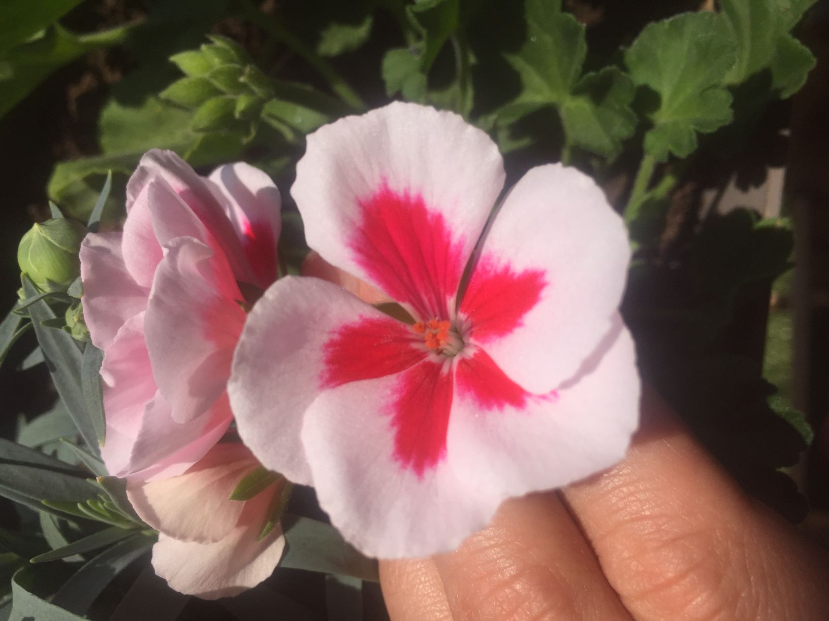 Annexe Fleur geranium mini.jpg