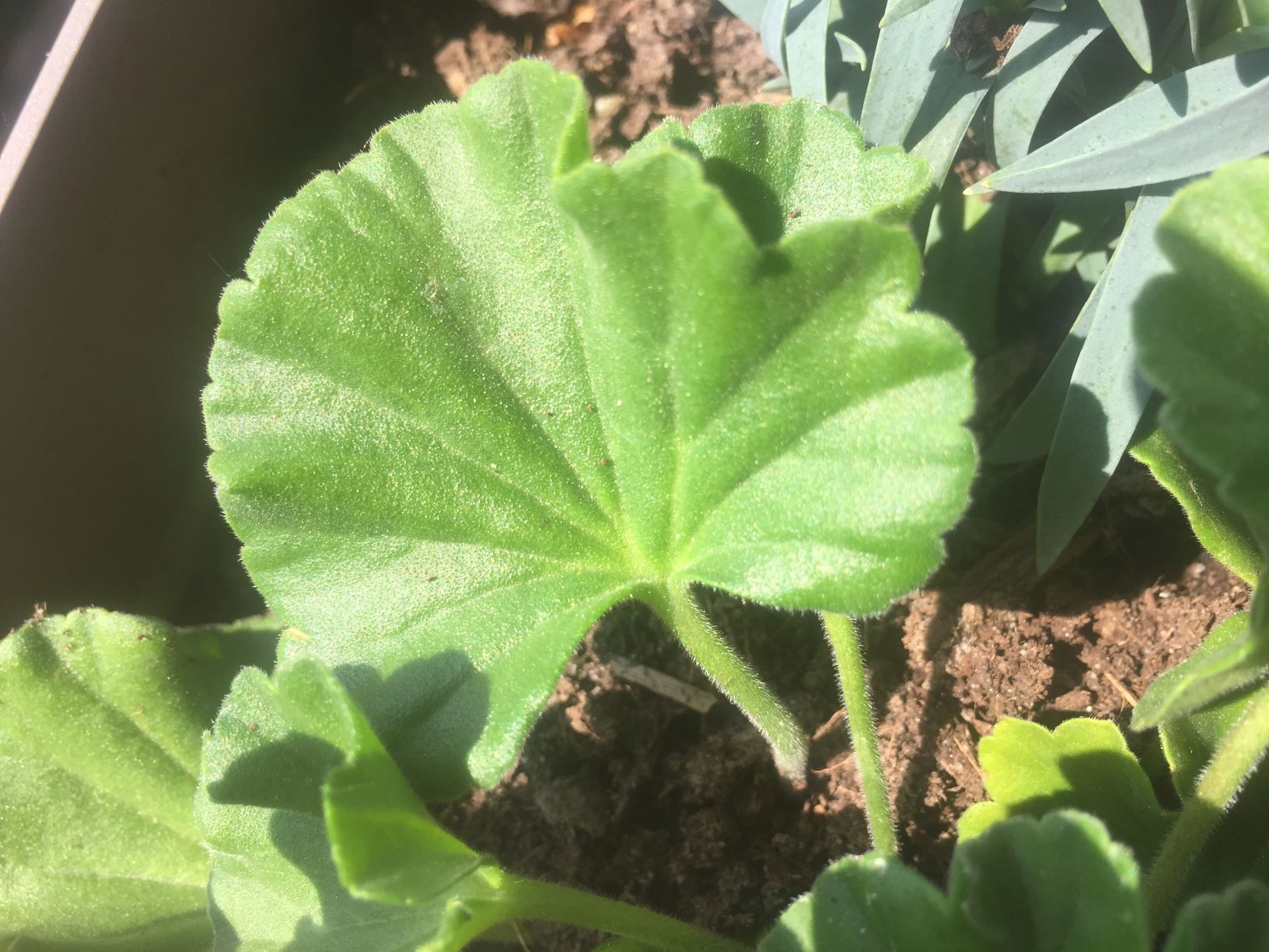 Annexe feuille geranium-mini.jpg