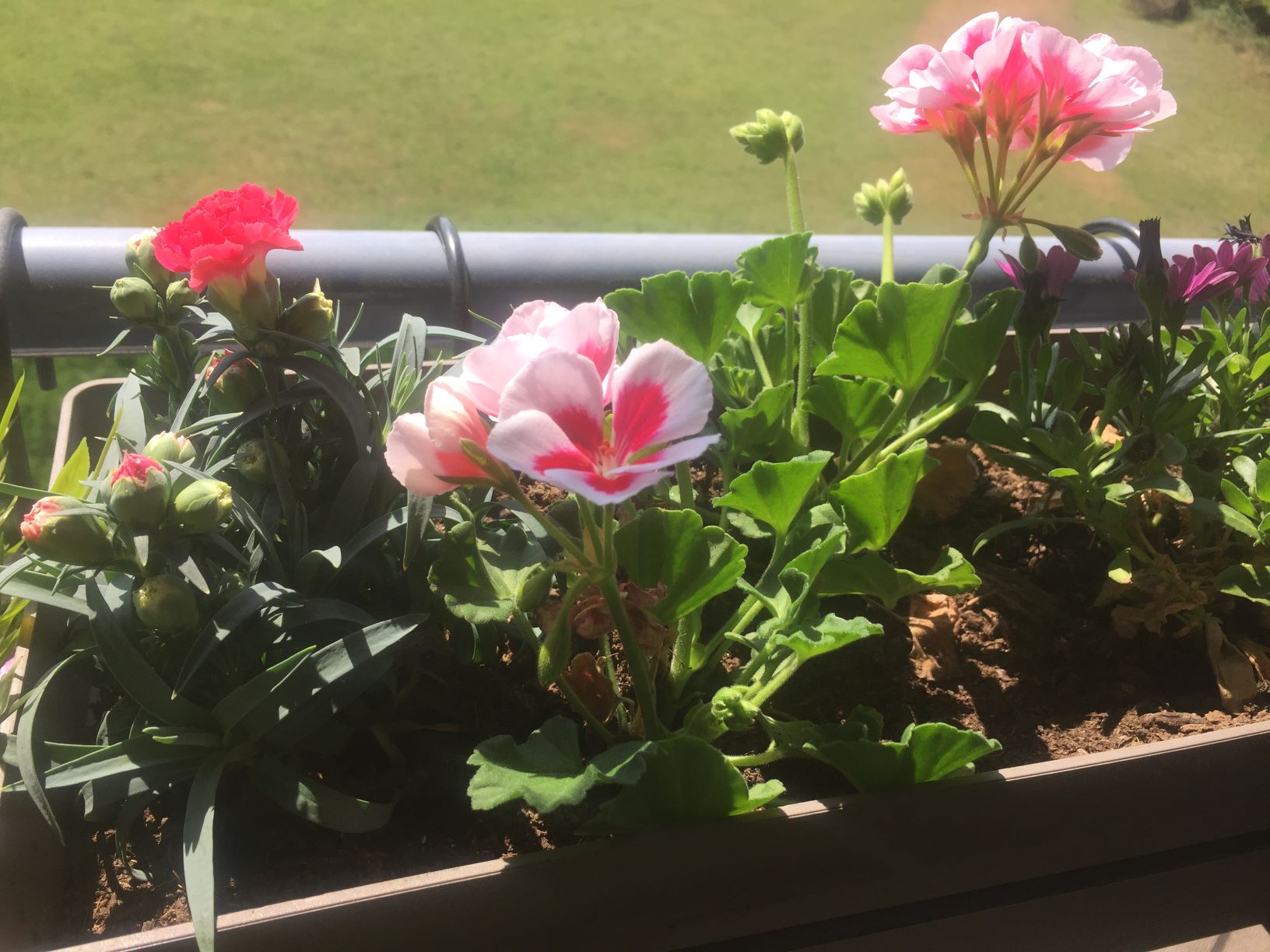 Annexe vue globale geranium mini.jpg