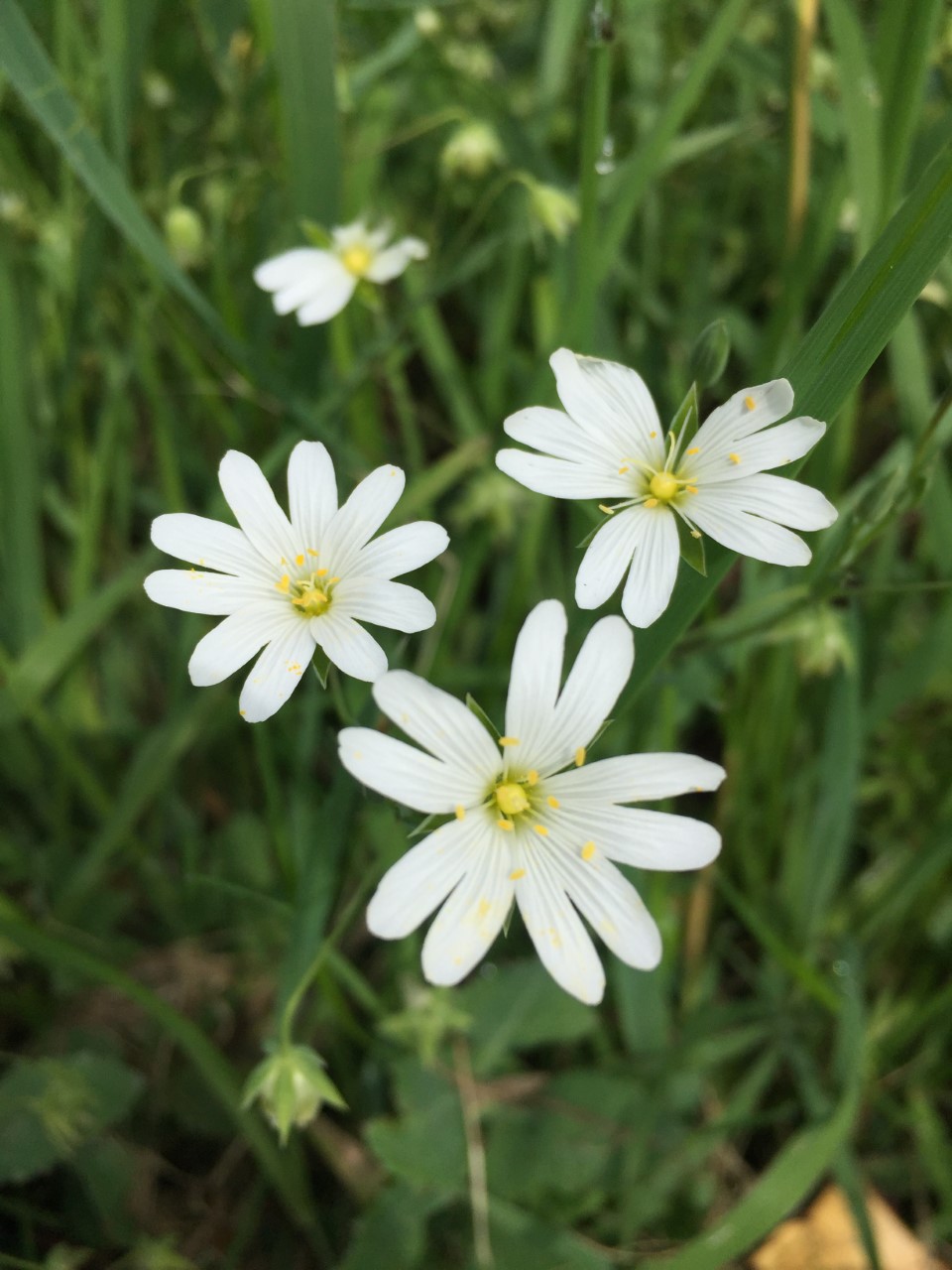 Annexe thumbnail_image1.jpg