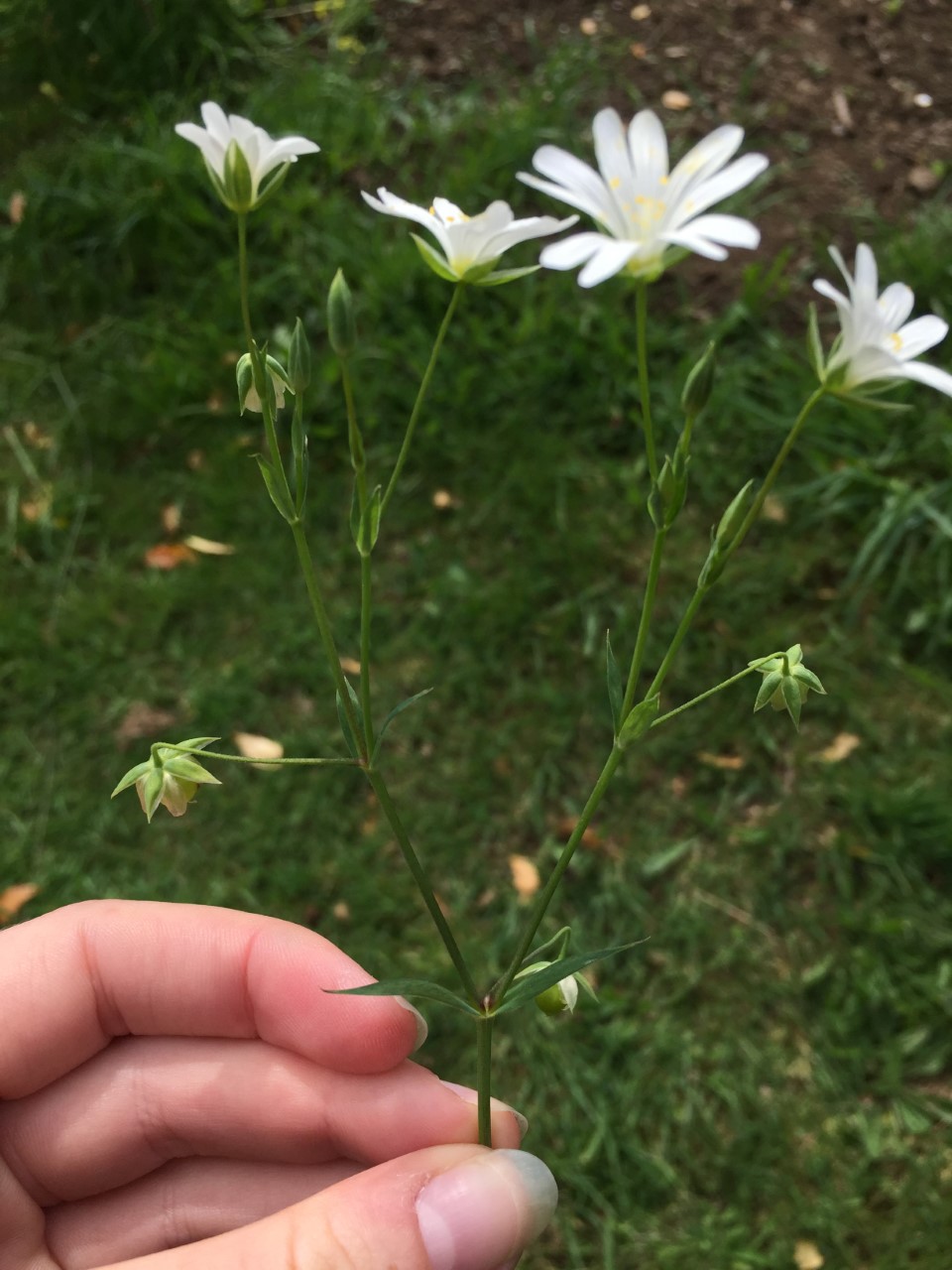 Annexe thumbnail_image2.jpg