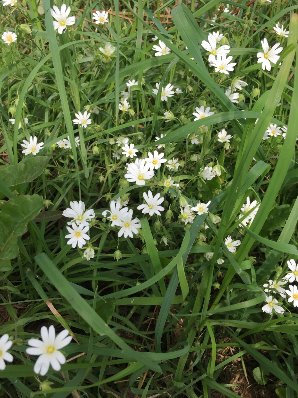 Annexe thumbnail_image3.jpg