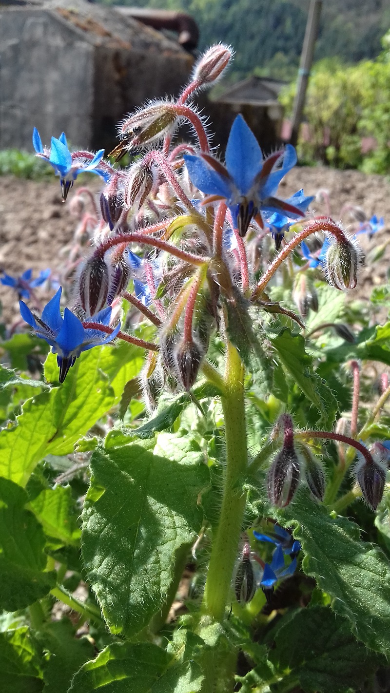 Annexe photo fleur.jpg