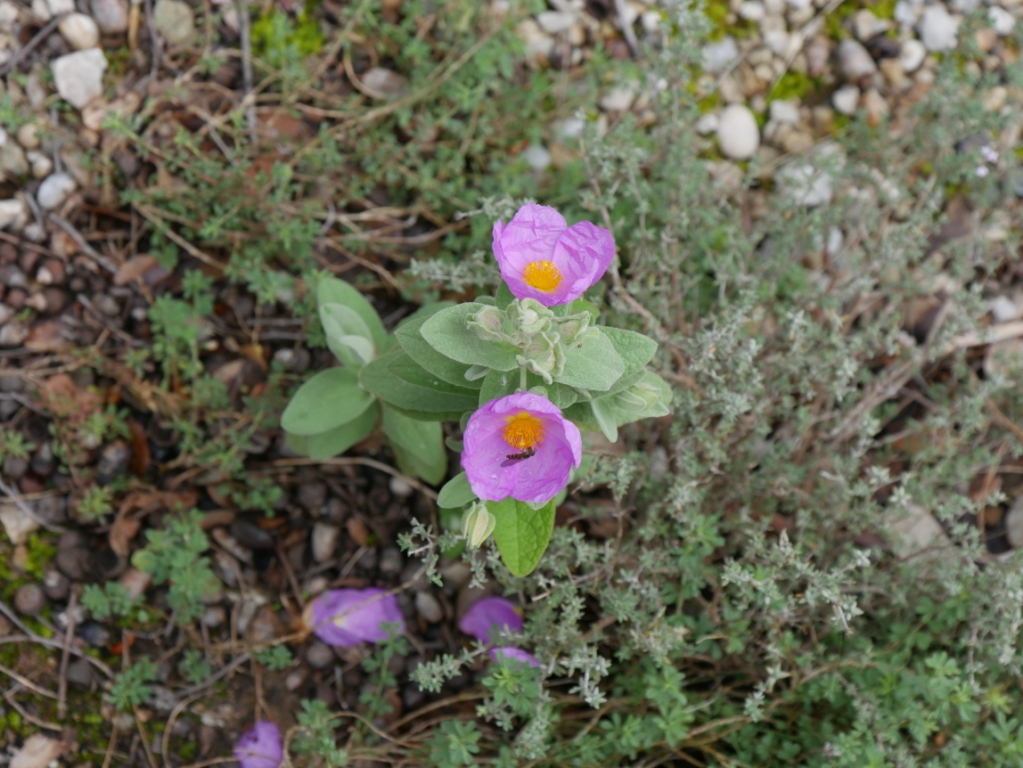 Annexe vuedessus.JPG