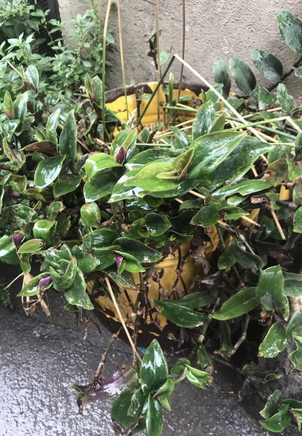 Annexe IMG_8244 2.jpg