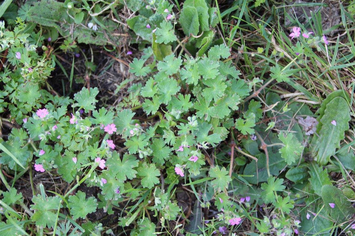 Annexe Vue densemble.JPG