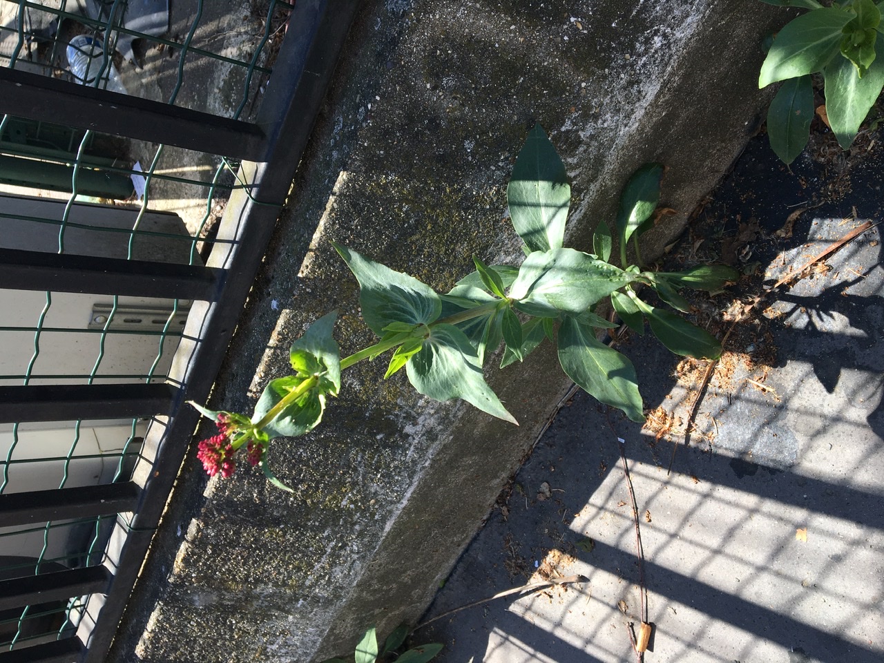 Annexe 7630FAD1-7A05-4AE0-B234-6D679A078B29.jpeg