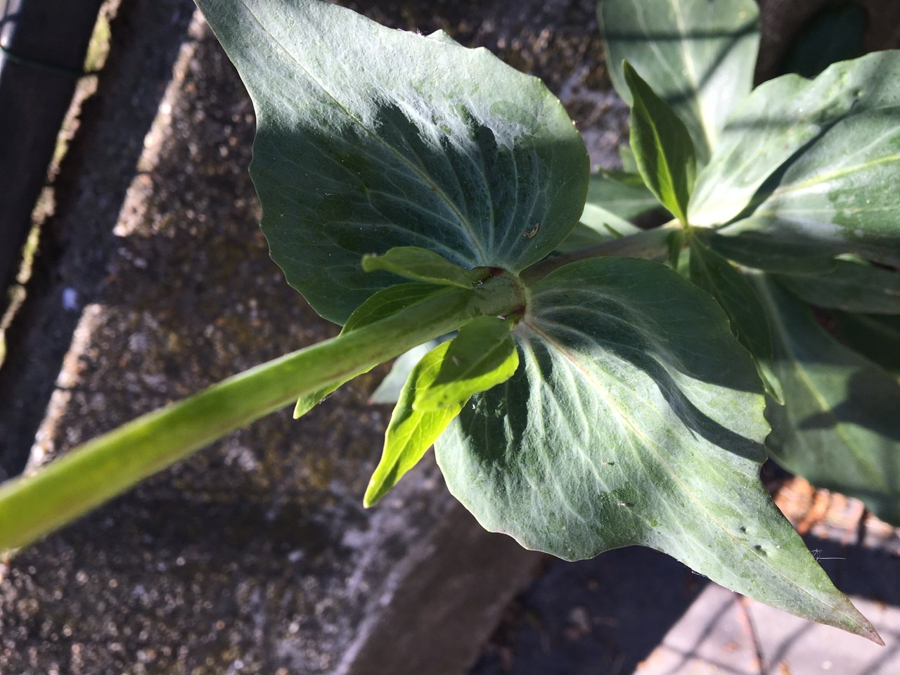 Annexe Valériane rouge - feuilles.jpeg