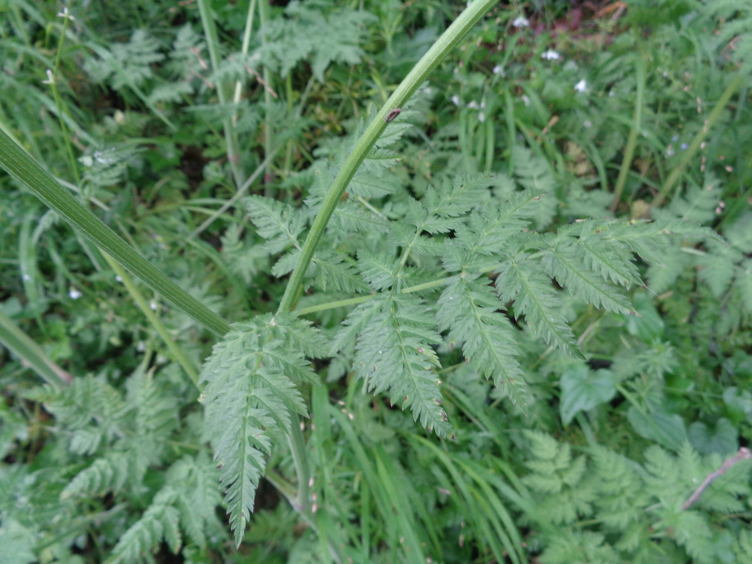 Annexe cow parsley leaf reduced size image.jpg