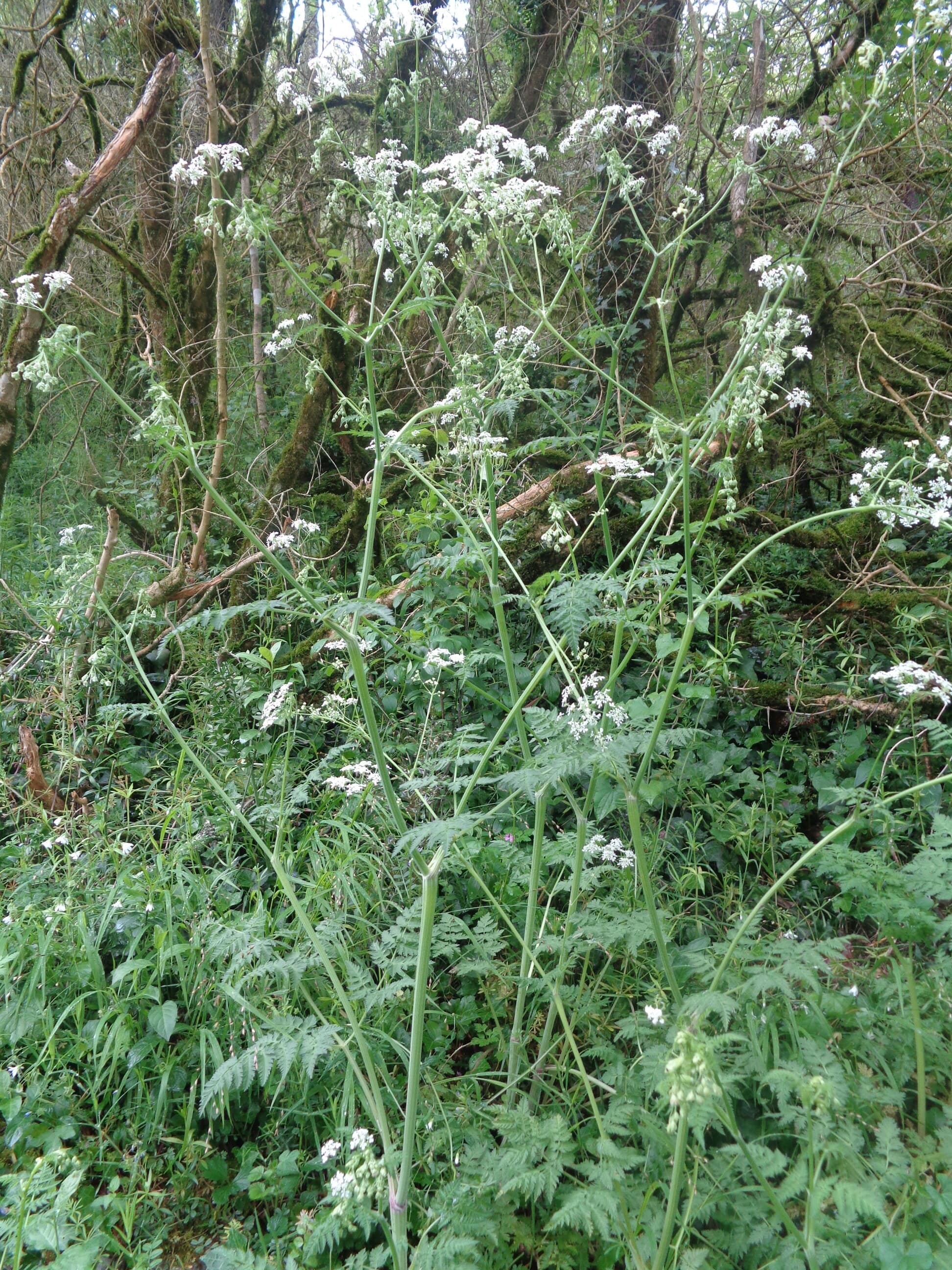 Annexe cow parsley reduced size image.jpg