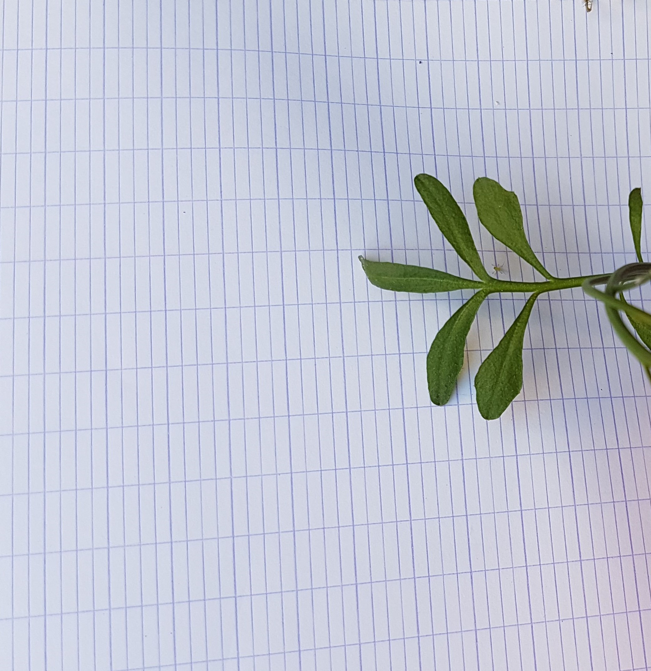 Annexe mooc_botanica_1erepart_act1_vue_feuille.jpeg