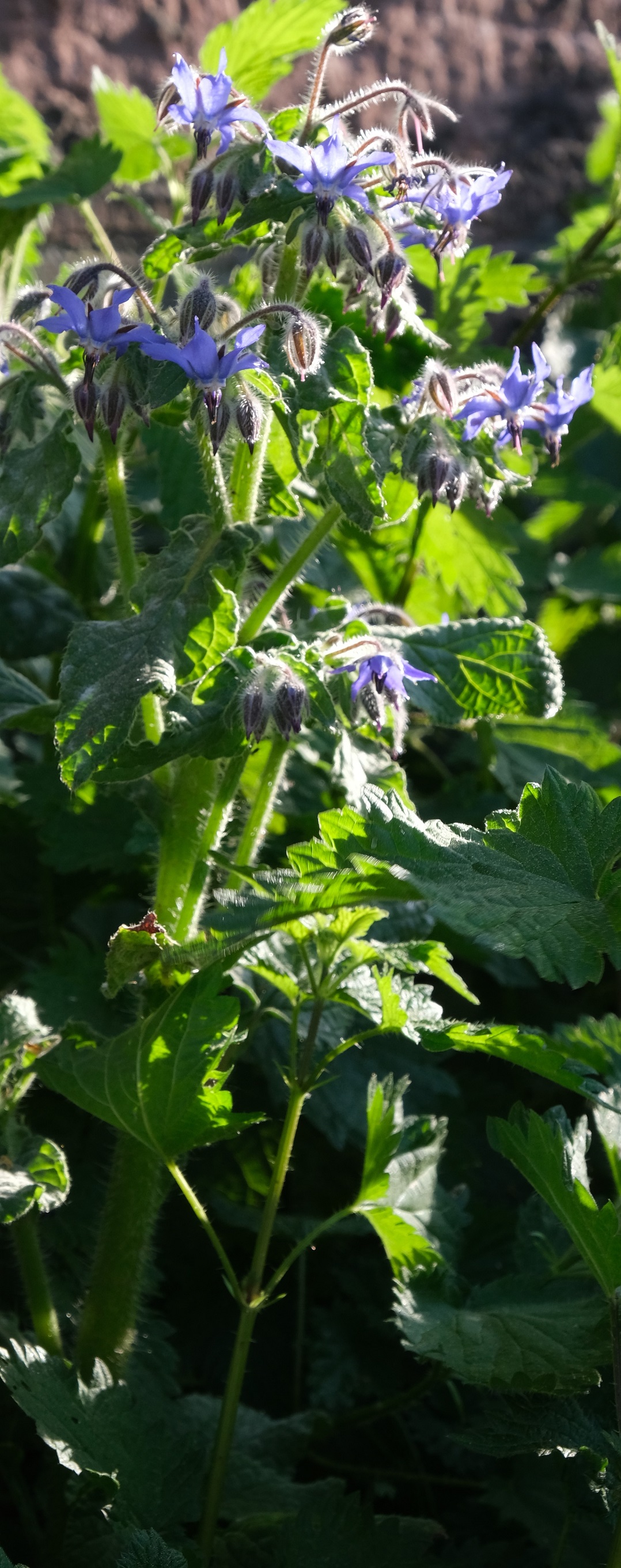 Annexe Bourrache entière.jpg