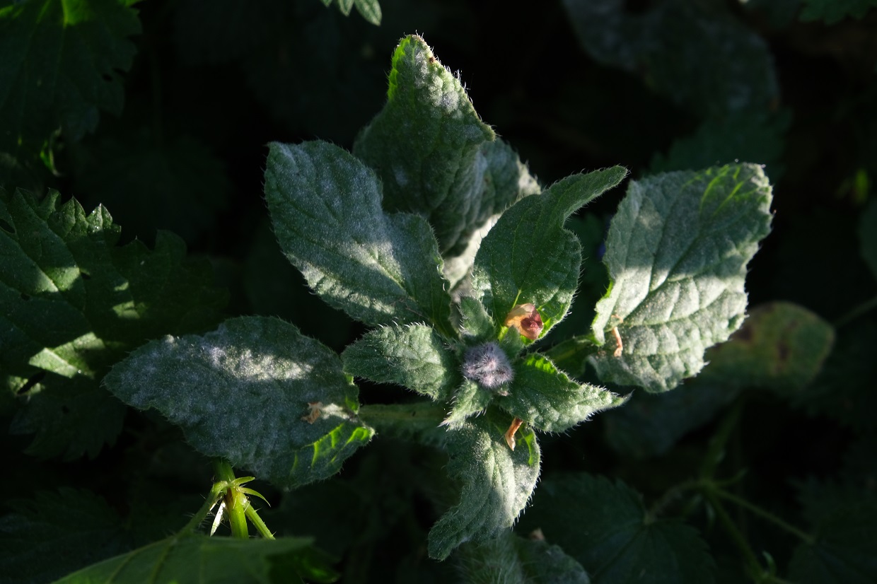 Annexe Bourrache feuilles.jpg