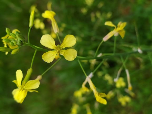 Annexe IMG_20200422_182041.jpg