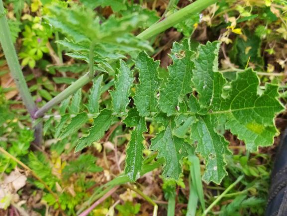 Annexe IMG_20200422_182506.jpg