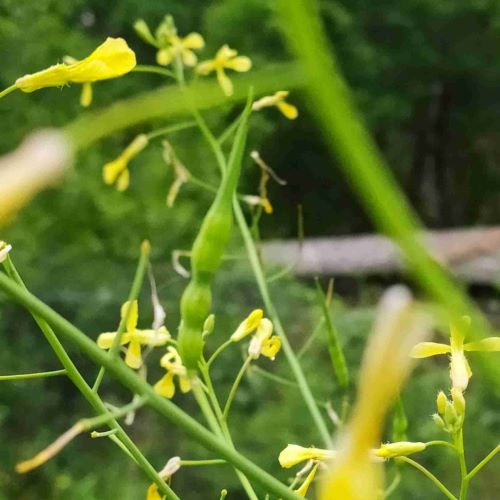 Annexe IMG_20200422_185742.jpg