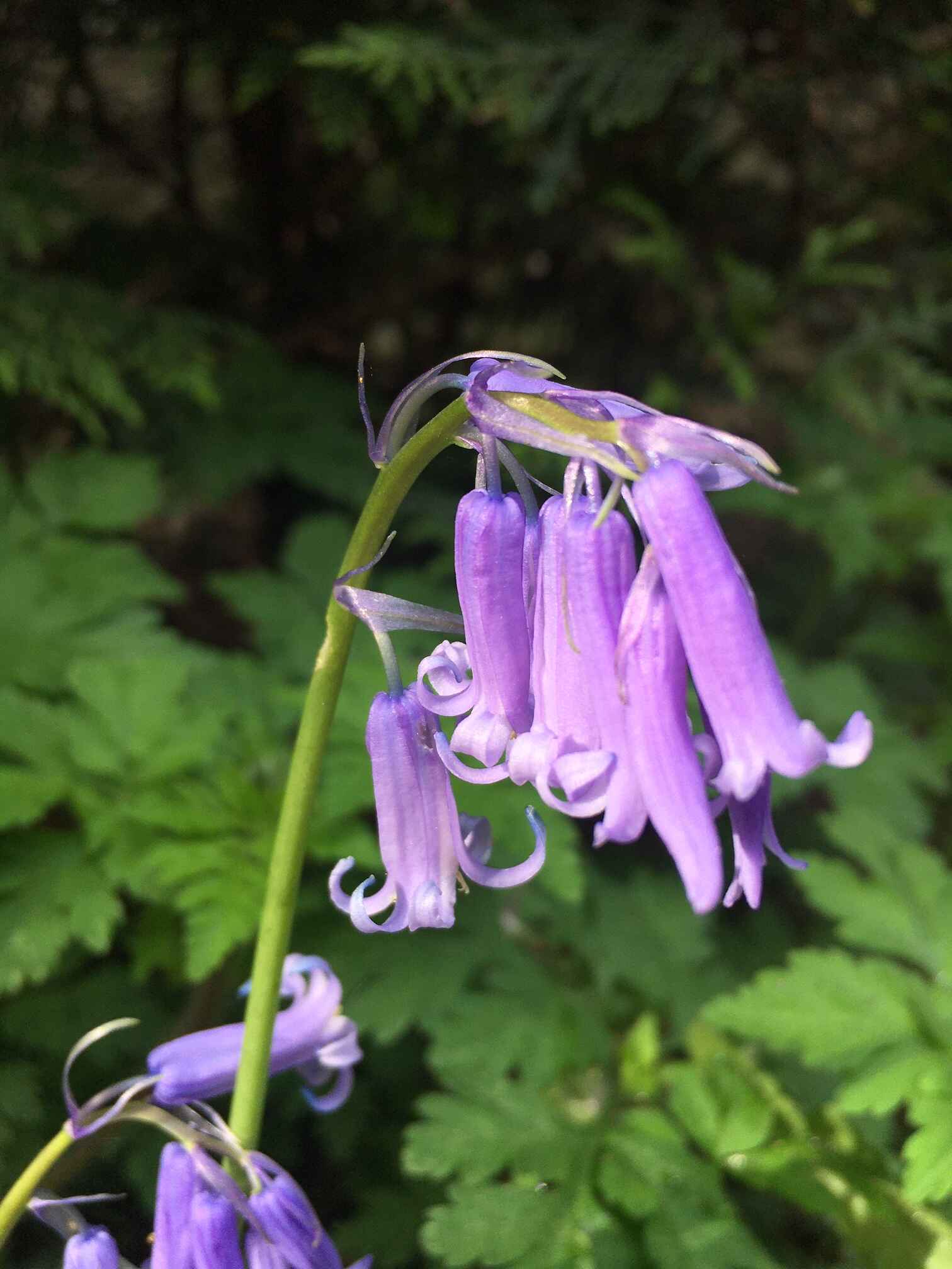 Annexe Jacinthe 1.jpg