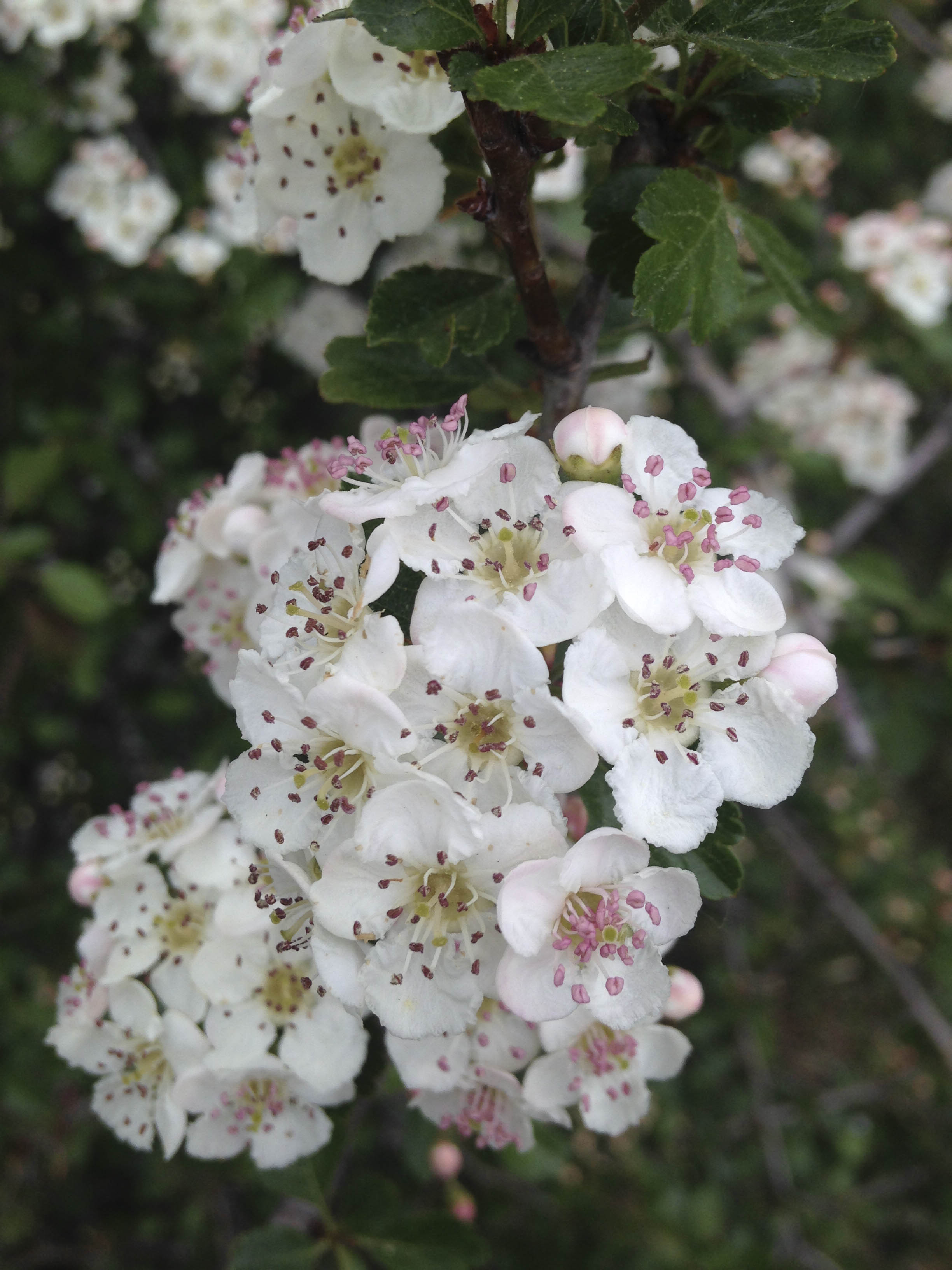 Annexe aubepine_1.jpg