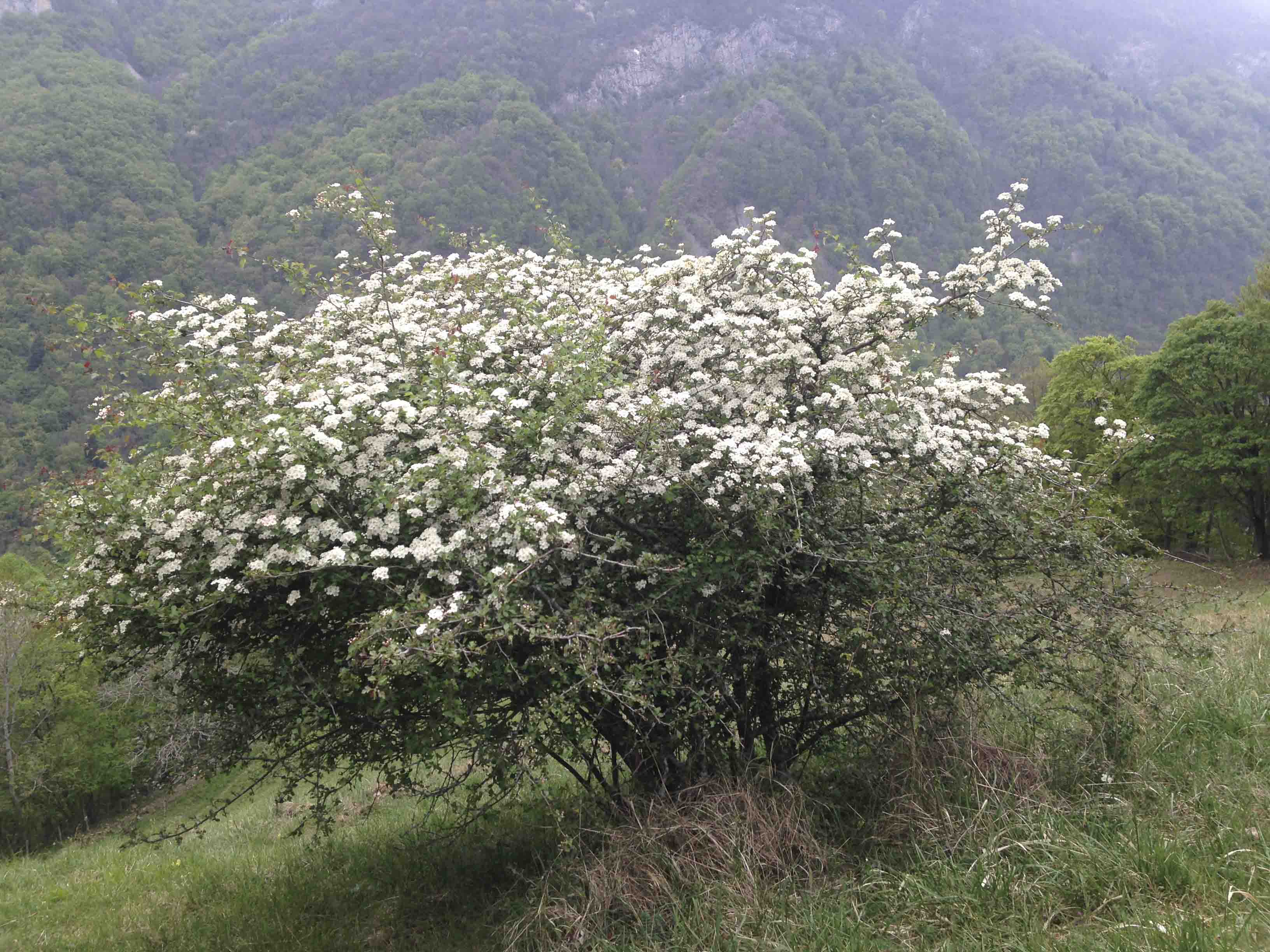 Annexe aubepine_2.jpg