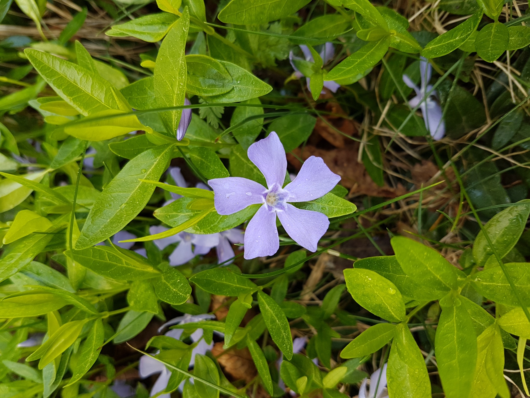 Annexe 20200423_110021.jpg