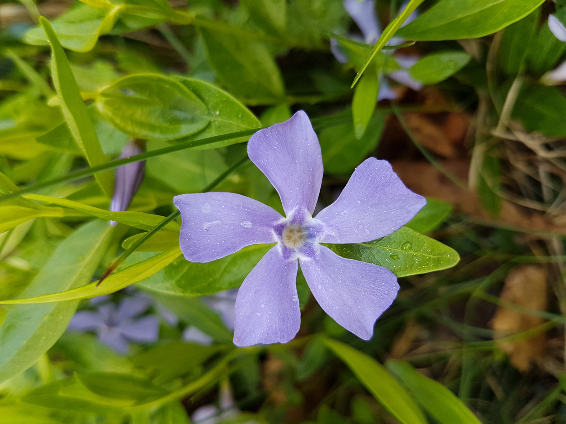 Annexe 20200423_110044.jpg