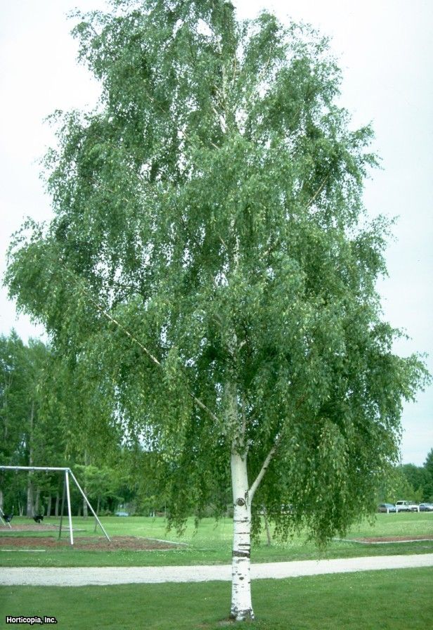 Annexe Betula Pendula 1.jpg